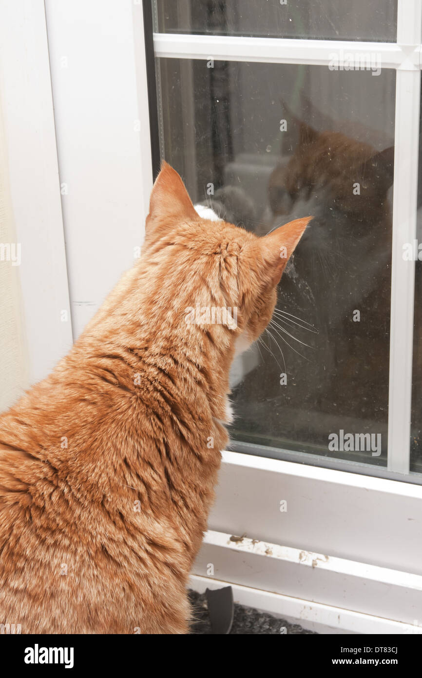 Pawing hires stock photography and images Alamy