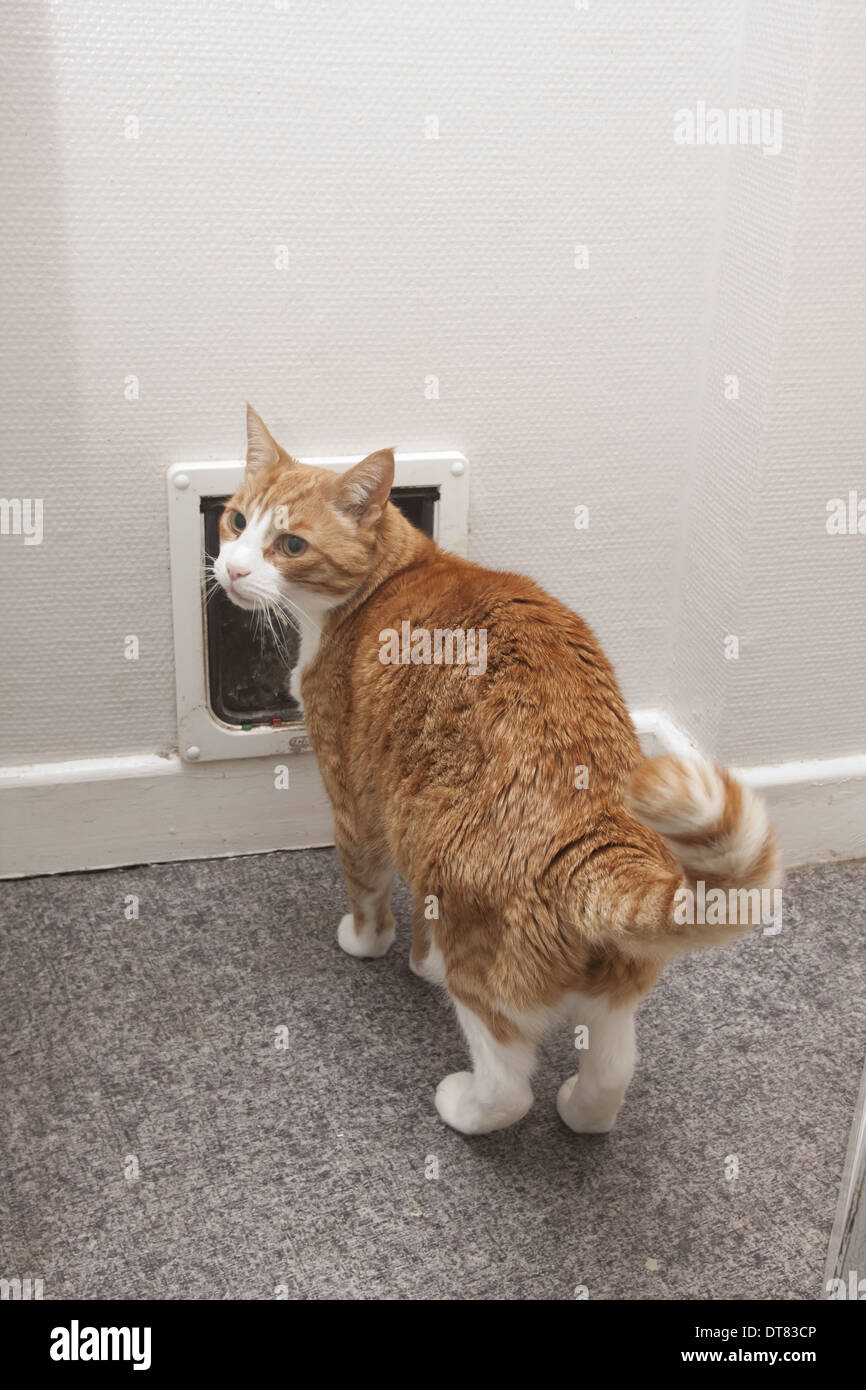 Domestic Cat, ginger tabby, adult male, standing beside cat-flap, England, December Stock Photo