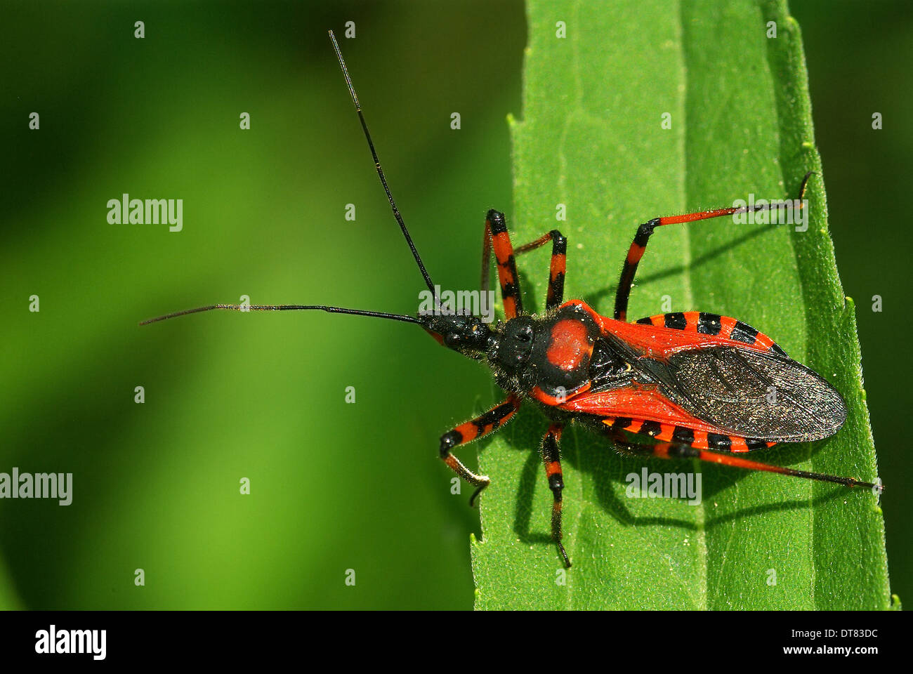 Assassin bug Rhynocoris iracundus Stock Photo