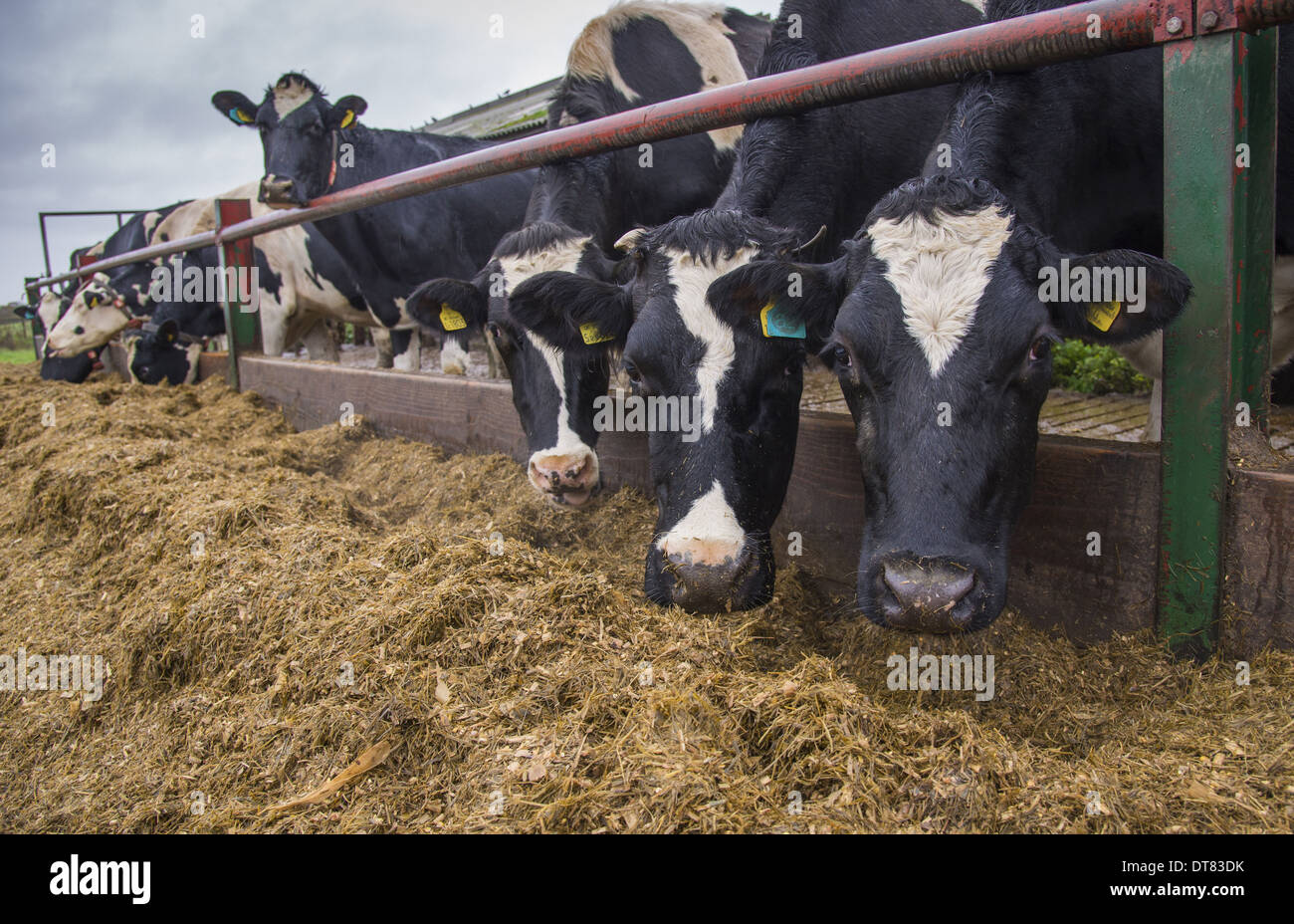 Domestic Cattle A2 Holstein cows (A2 milk is popular as an