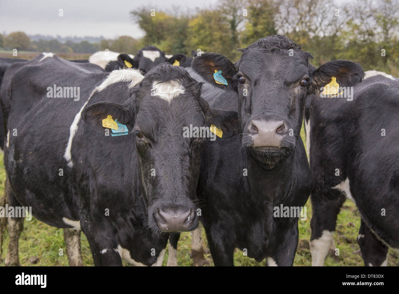 Domestic Cattle A2 Holstein cows (A2 milk is popular as an