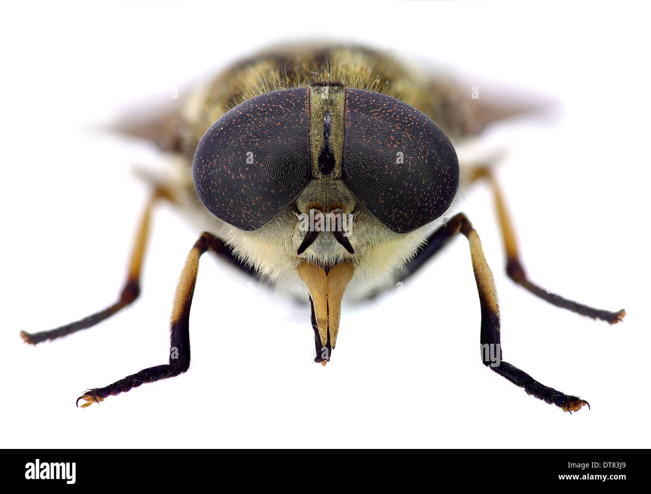 Horsefly look (Tabanus sp.) Stock Photo