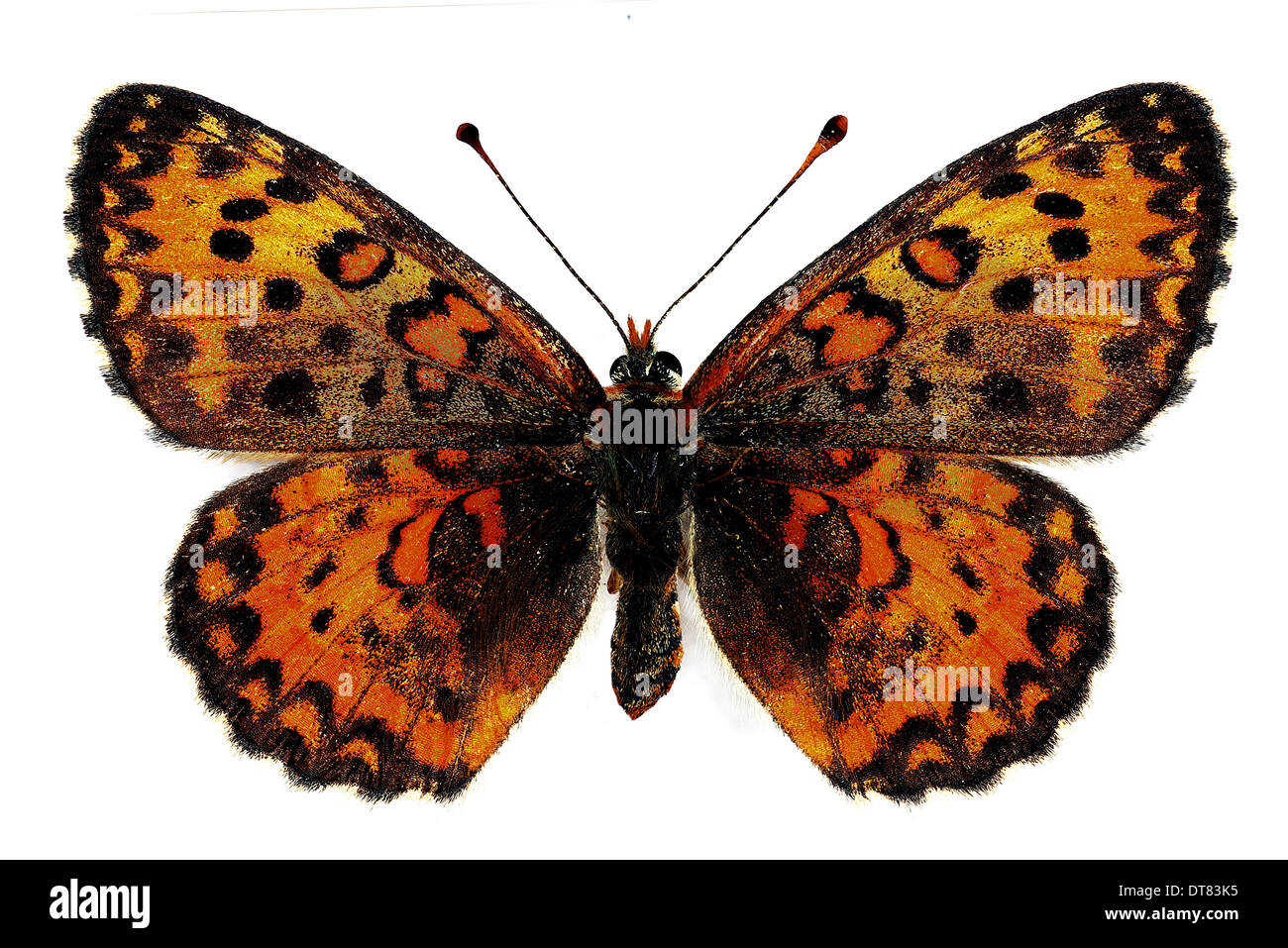 Lesser Spotted Fritillary (Melitaea trivia), female, isolated over a ...