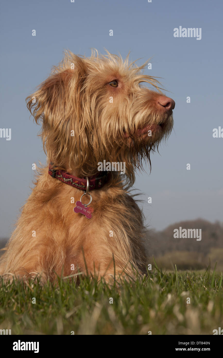 Vizsla dog cheap long haired