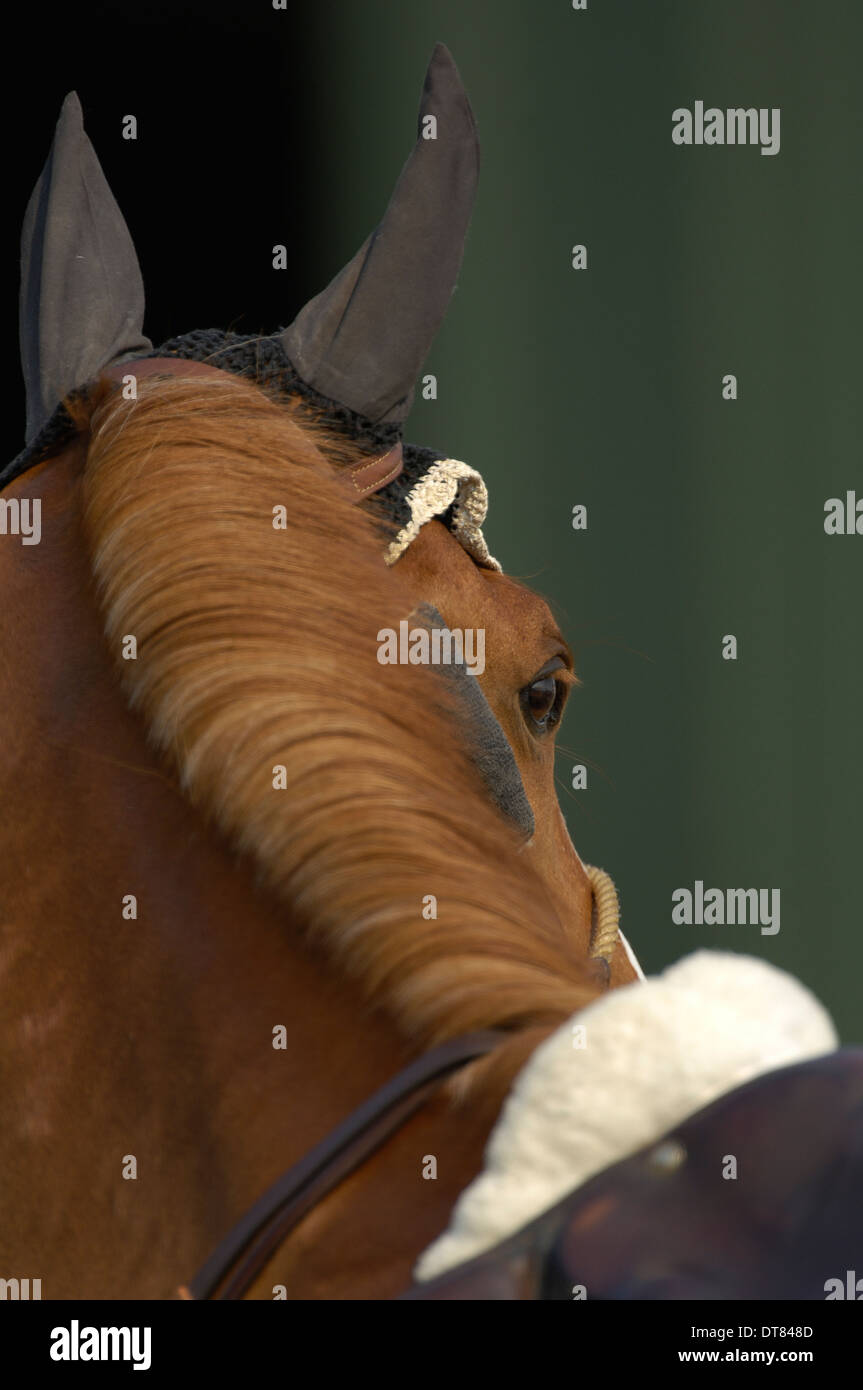 Horse covers hires stock photography and images Alamy