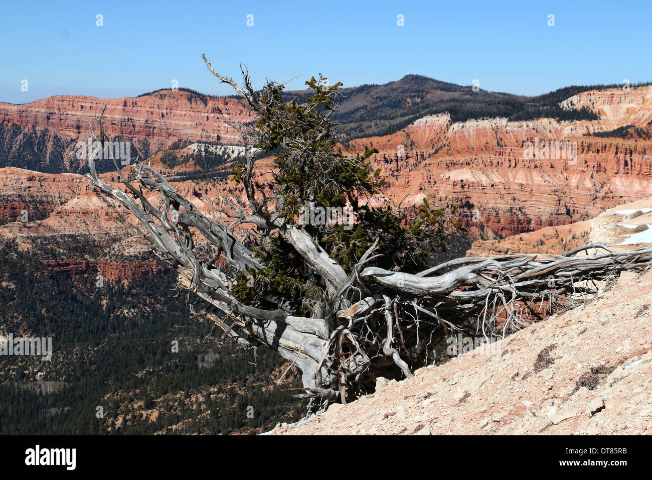 Great Basin bristlecone pine trees Cedar Breaks National Monument Utah Stock Photo