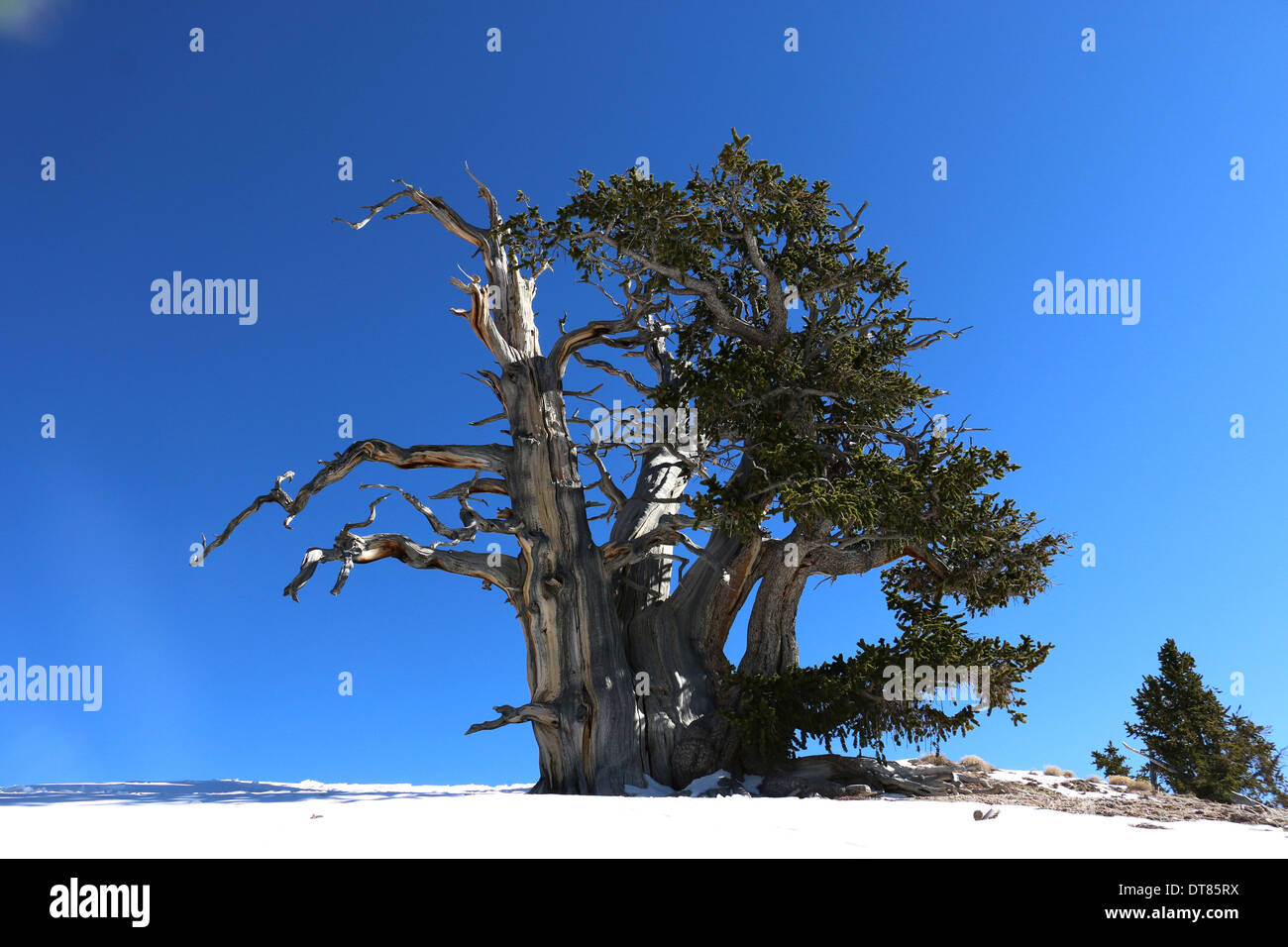 Great Basin bristlecone pine trees Cedar Breaks National Monument Utah Stock Photo