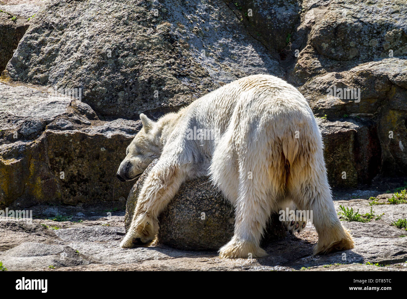 Sweet Polar Bear Stock Photo