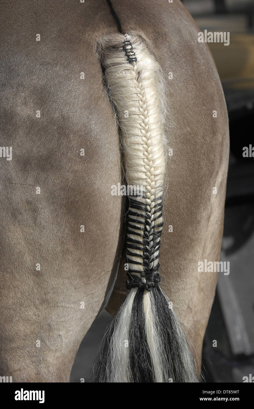 plaited tail of horse Stock Photo 66563108 Alamy