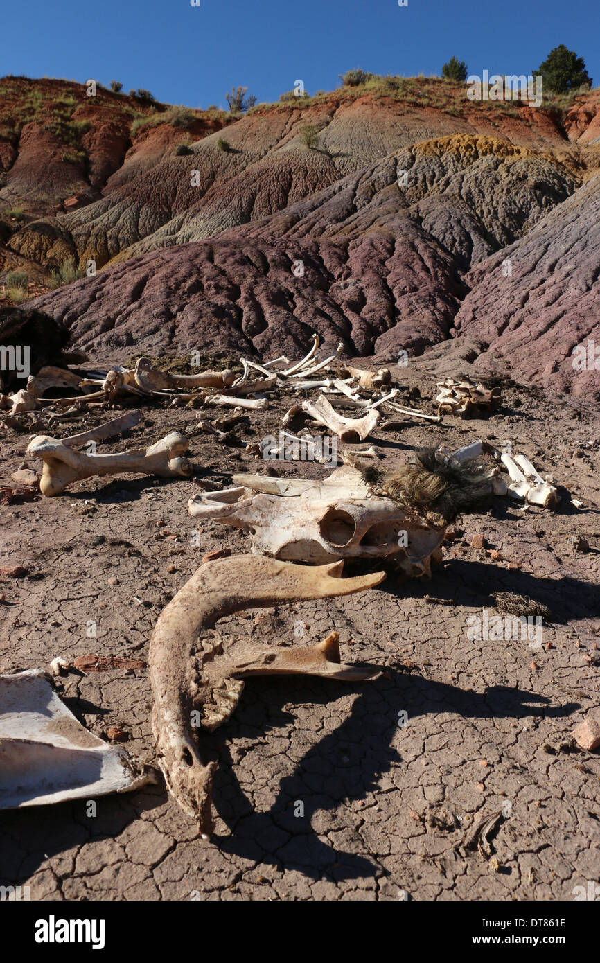 dead cow skeleton Vermilion Cliffs National Monument Arizona Stock Photo