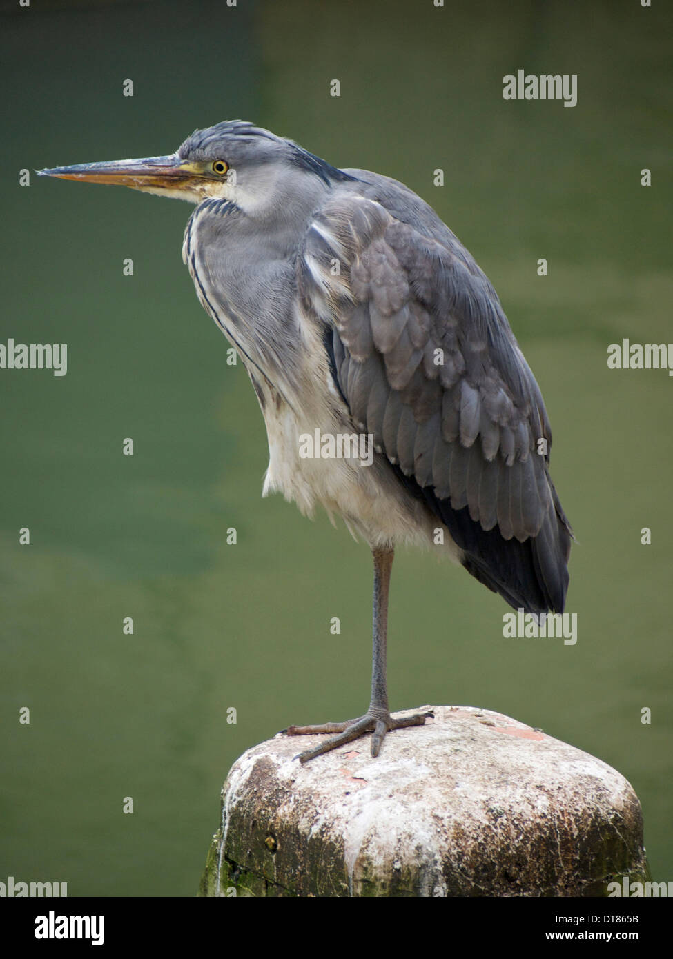 Blue heron standing on one leg, Dordrecht, the Netherlands Stock Photo