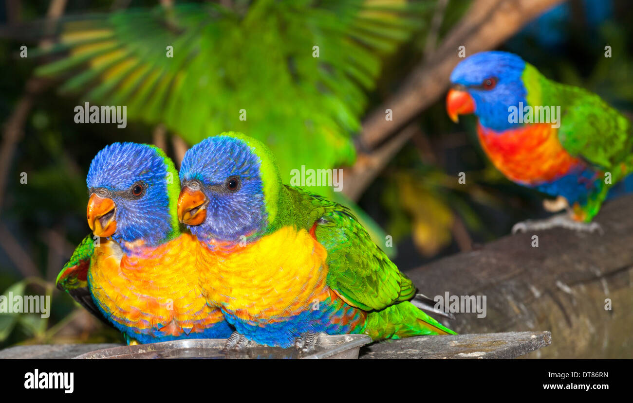 common native parrot the rainbow lorikeet, often kept as pets, noisy and cheeky Stock Photo