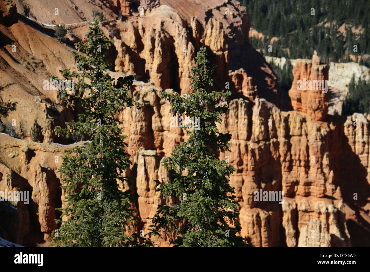 Englemann Spruce trees Cedar Breaks National Monument Utah Stock Photo