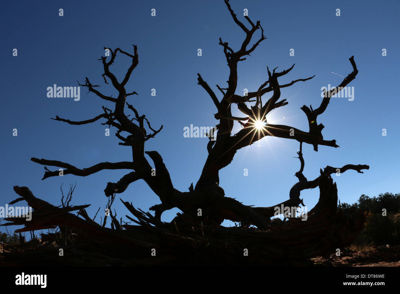 dead tree silhouette Utah sunset Stock Photo