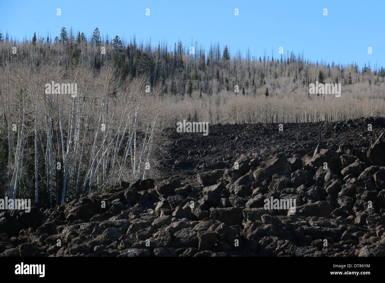 trees on ahah basaltic flows lava Markagunt Plateau volcanic field Utah volcano person people hike family Stock Photo