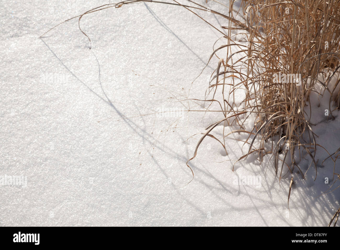 Grass protrudes through heave snow in the afternoon. Stock Photo