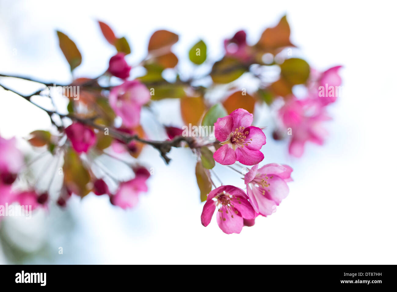 Pink crab apple flower blossoms in the spring with light background Stock Photo