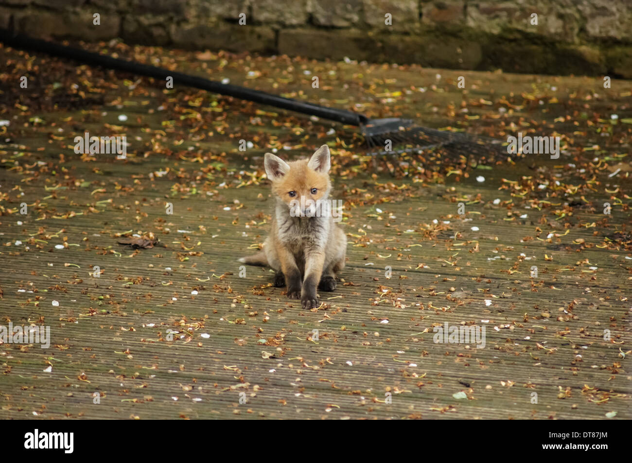 Fox cub in the garden, London England United Kingdom UK Stock Photo