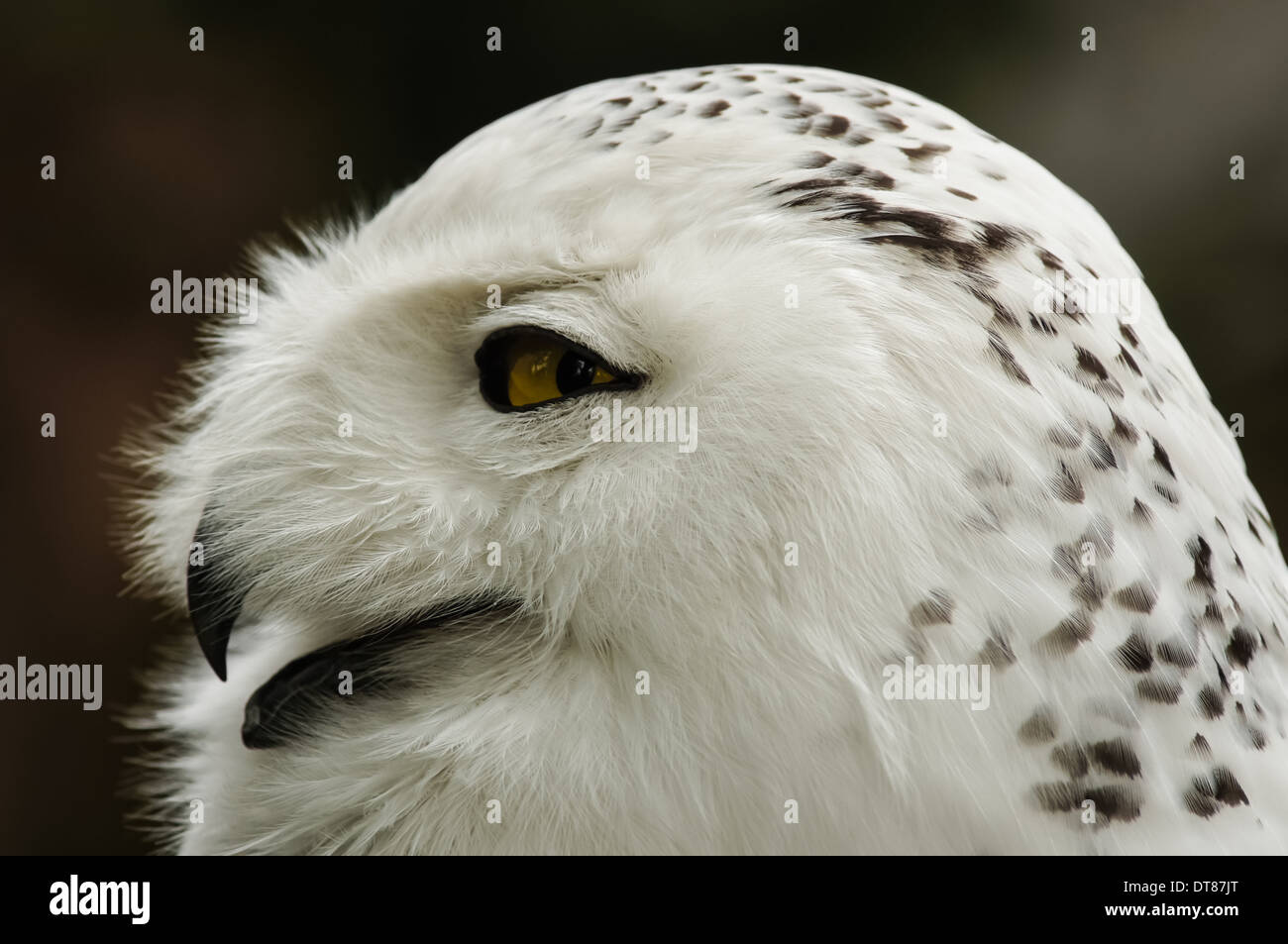 close up of snowy owl (Bubo scandiacus Stock Photo - Alamy