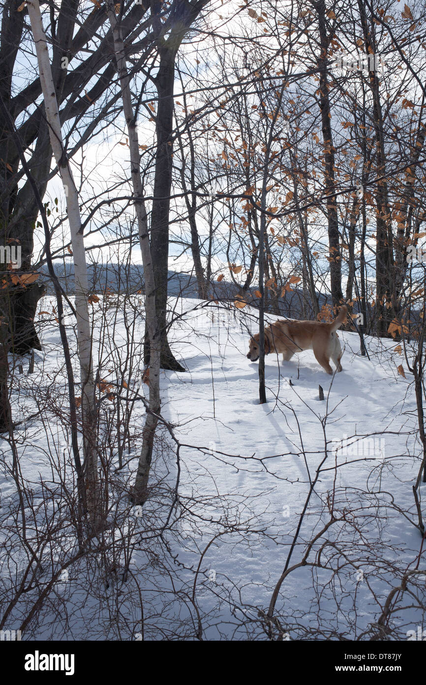 A golden Labrador retriever tracks a scent in a snowy New England woods ...
