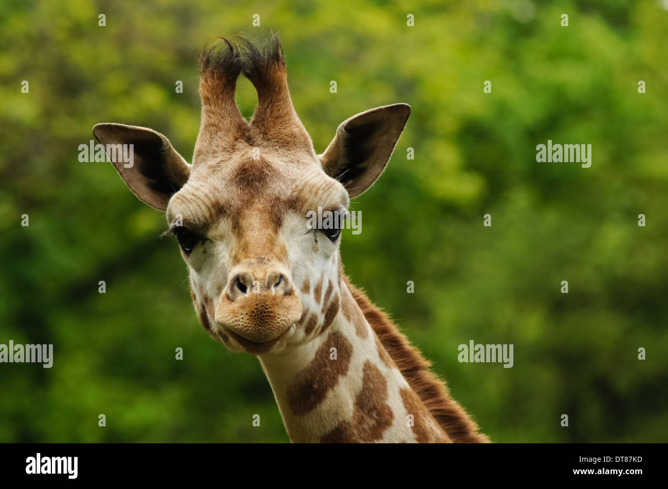 close up portrait of Rothschild's giraffe Stock Photo