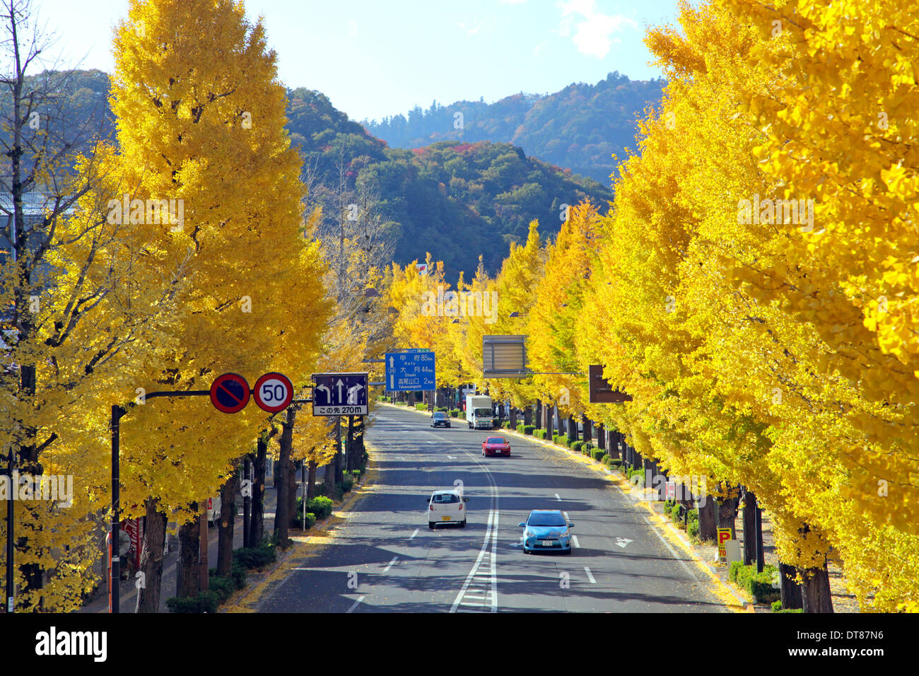 Avenue of ginkgo trees in Autumn color on Koshu-kaido avenue Tokyo Japan Stock Photo