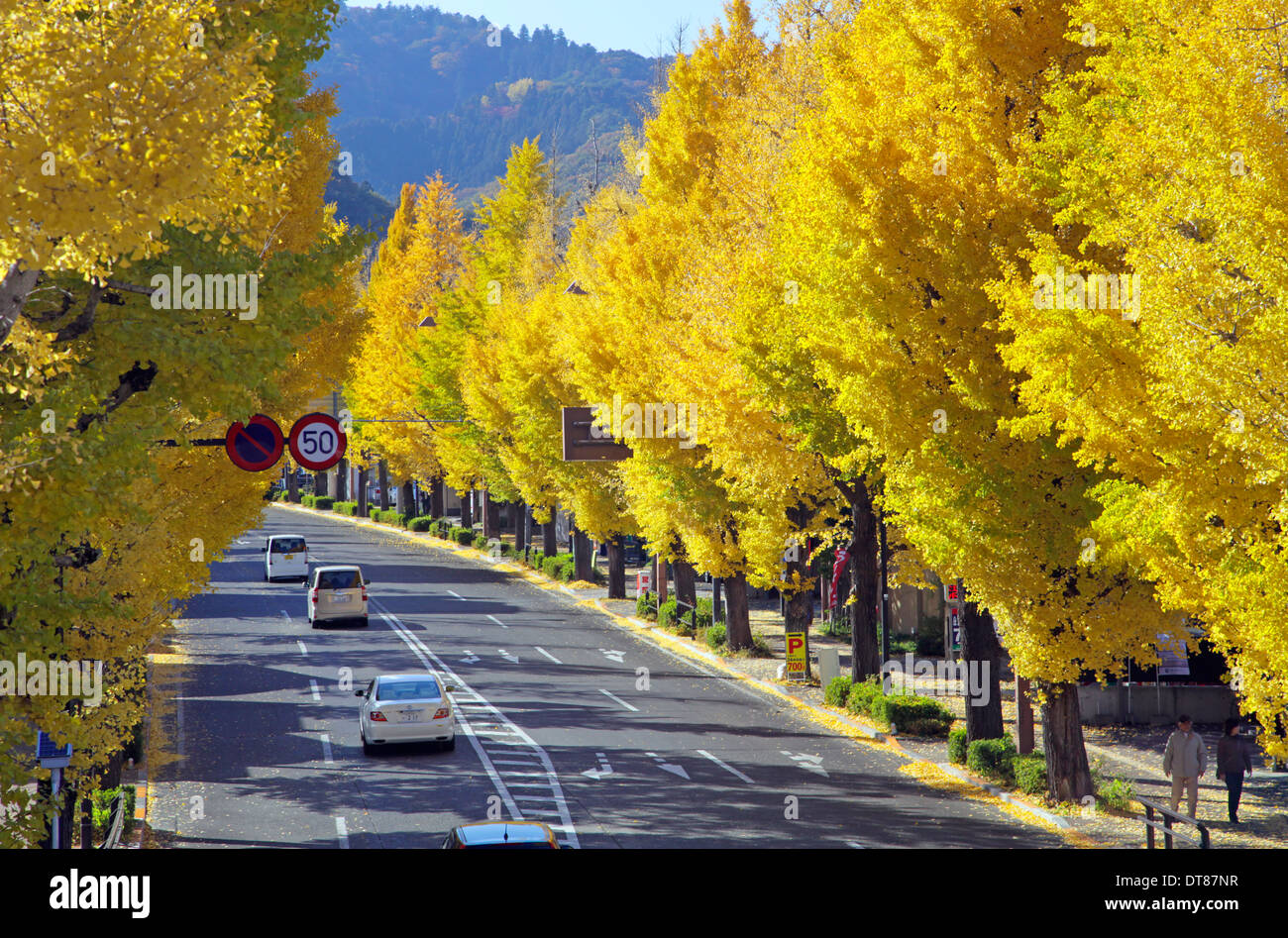 Avenue Of Ginkgo Trees In Autumn Color On Koshu Kaido Avenue Tokyo Stock Photo Alamy Avenue Of Ginkgo Trees In Autumn Color On Koshu Kaido Avenue Tokyo Stock Photo Alamy