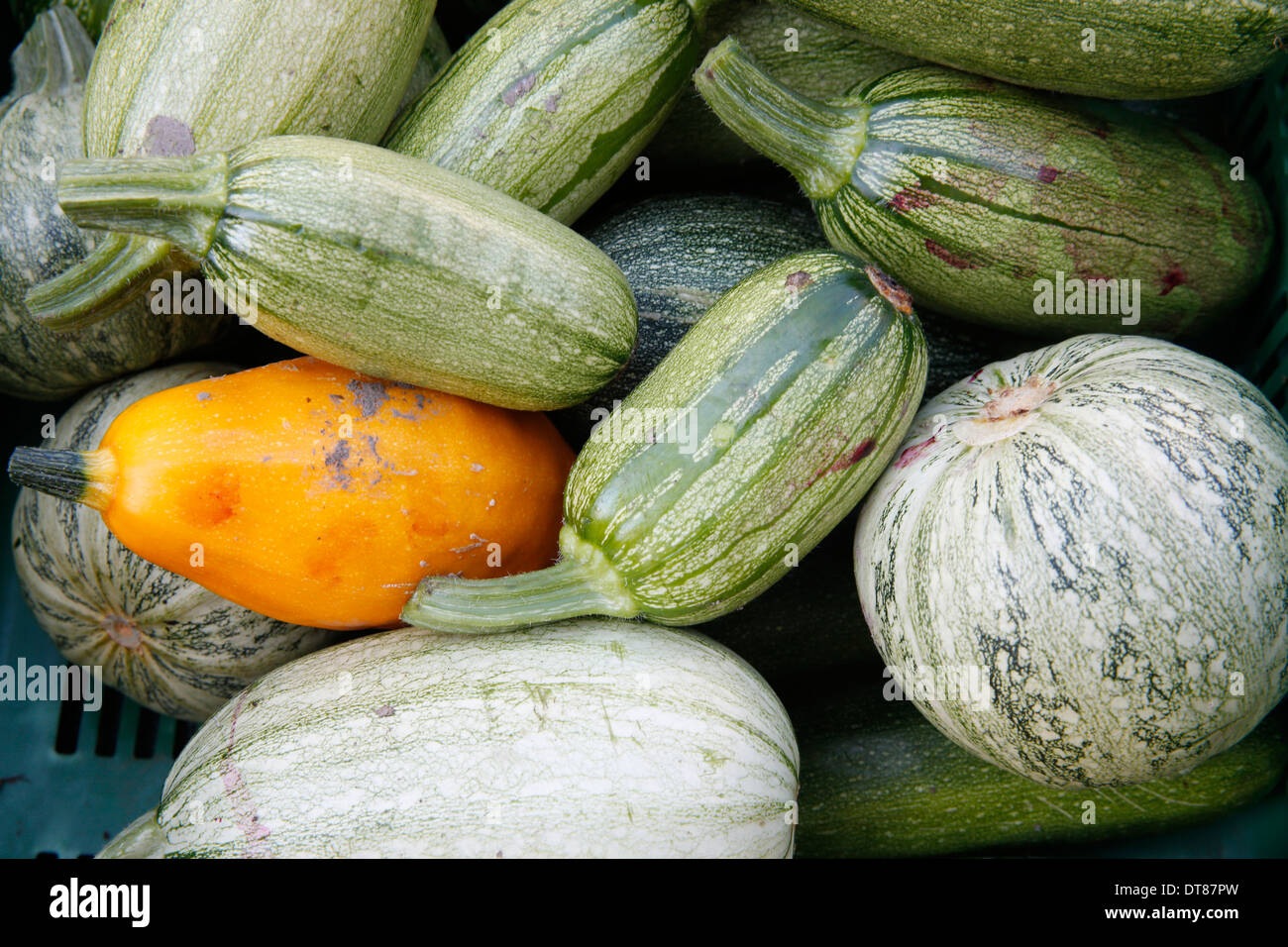 Bio vegetables on a market. Stock Photo