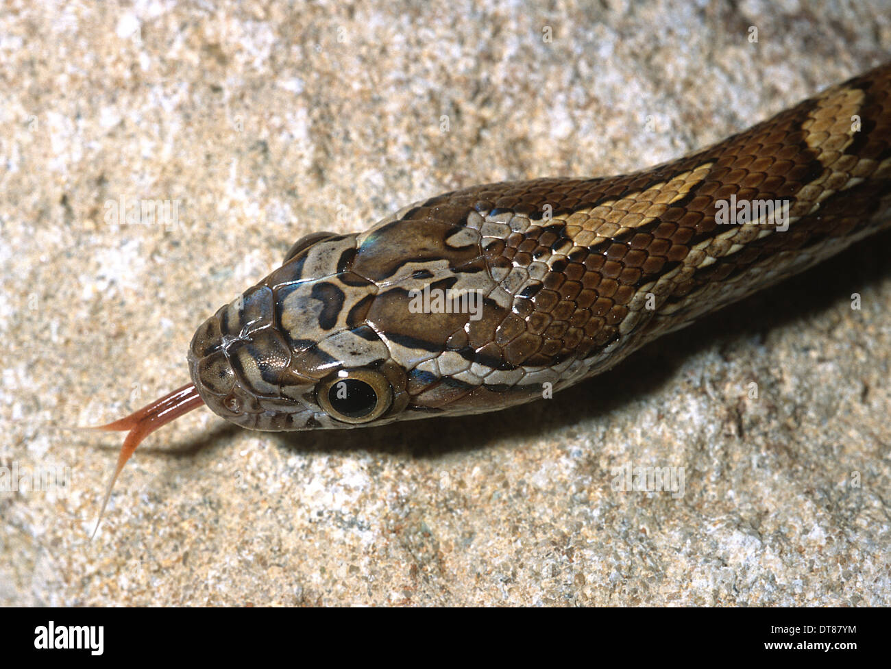 Corn Snake Pantherophis guttatus "root beer", Colubridae, Usa Stock