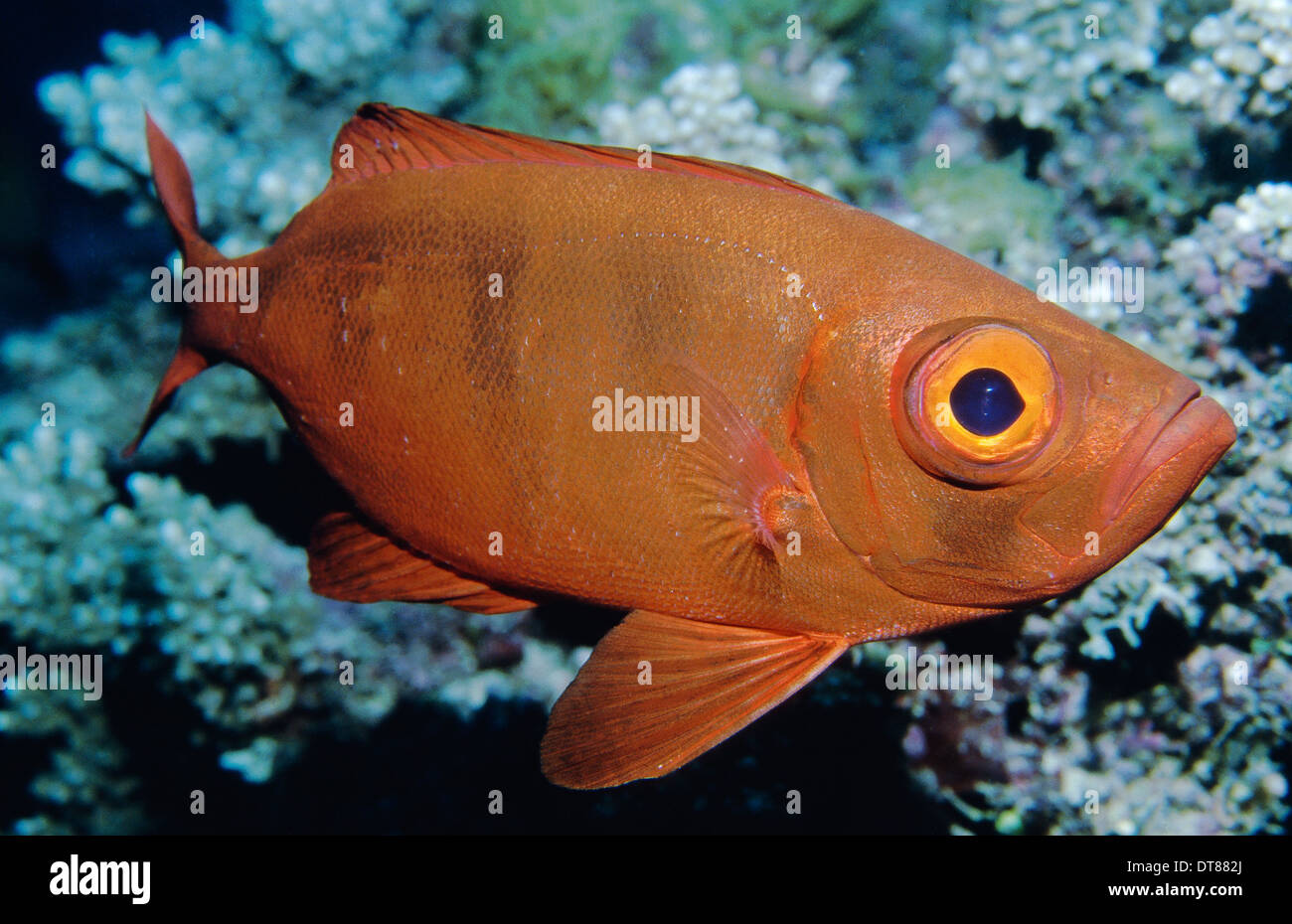 Goggle-Eye, Great Barrier Reef Stock Photo