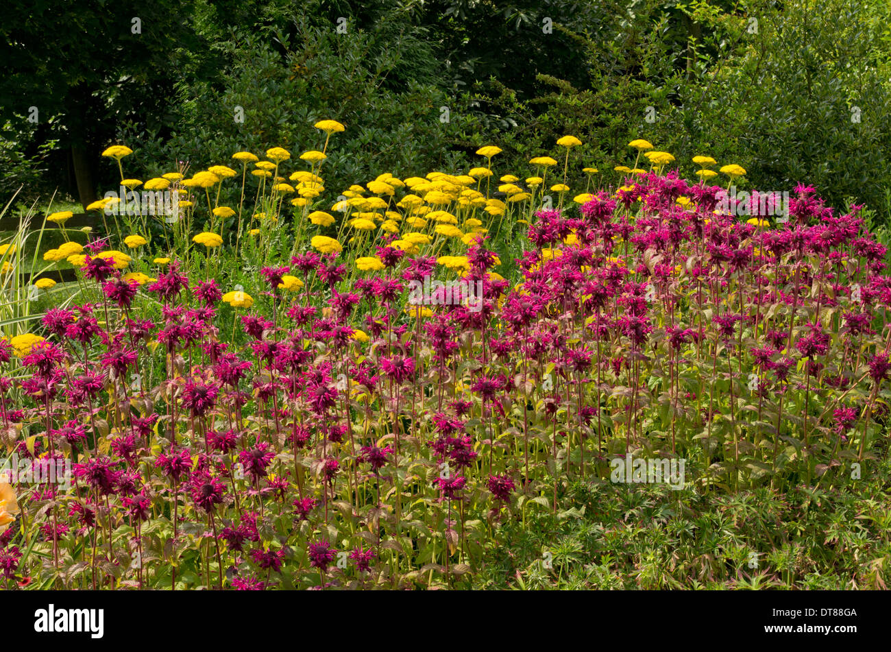 Herbaceous Border Breezy Knees Gardens Stock Photo