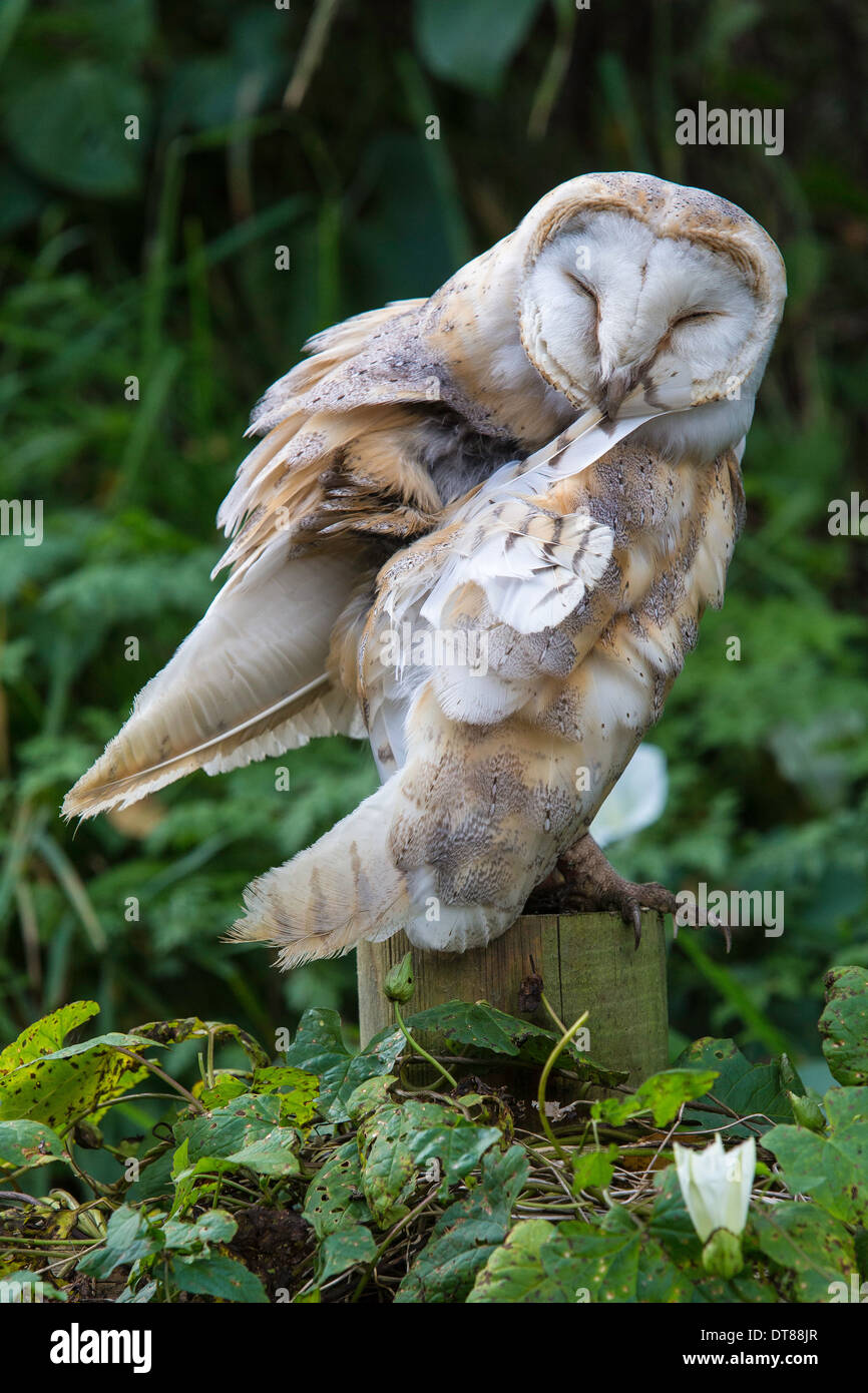 Barn owl preening Stock Photo