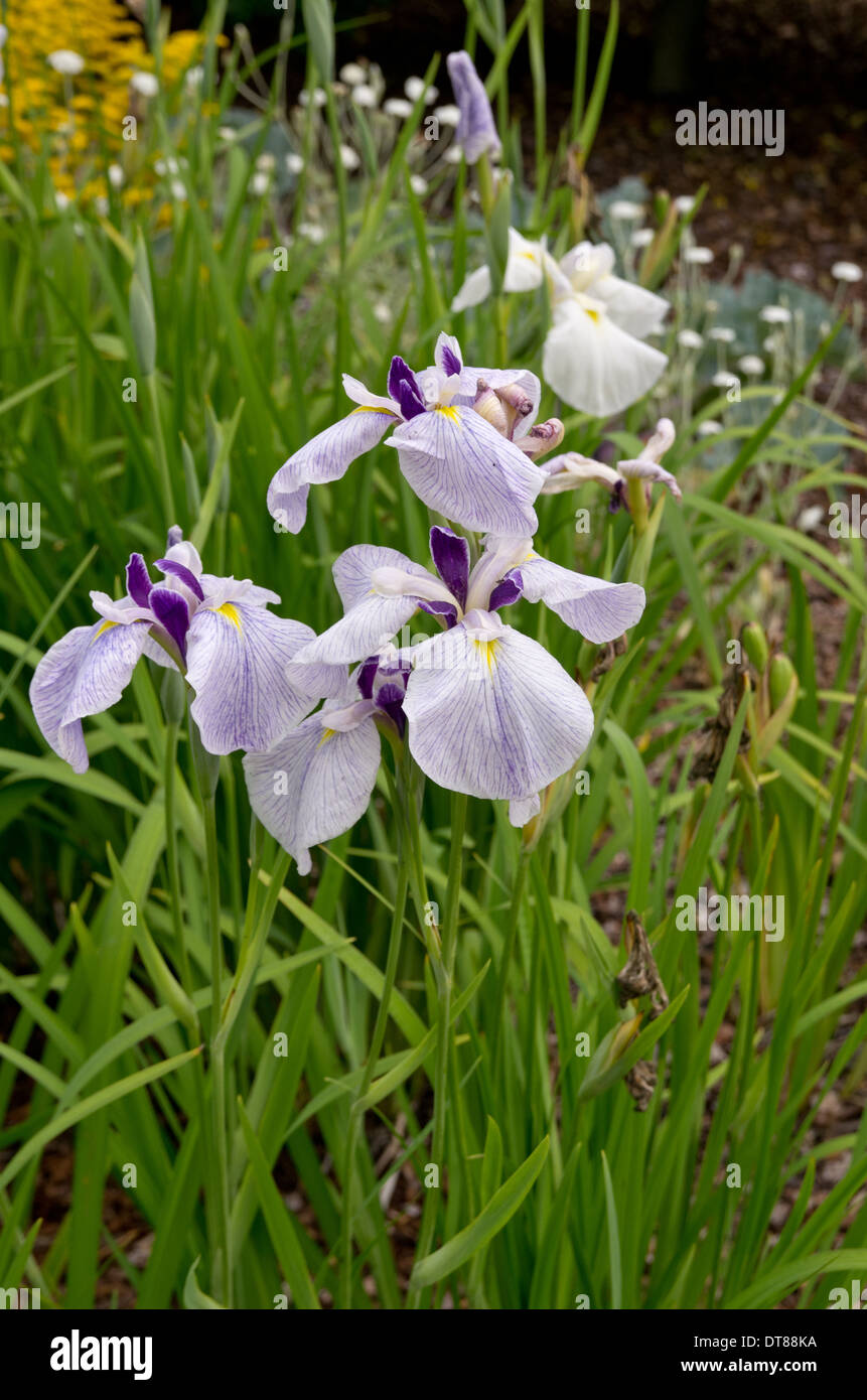 Iris ensata Fortune Stock Photo