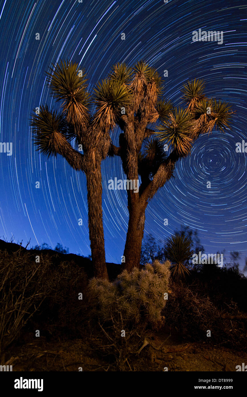 Star trails and palm trees hi-res stock photography and images - Alamy