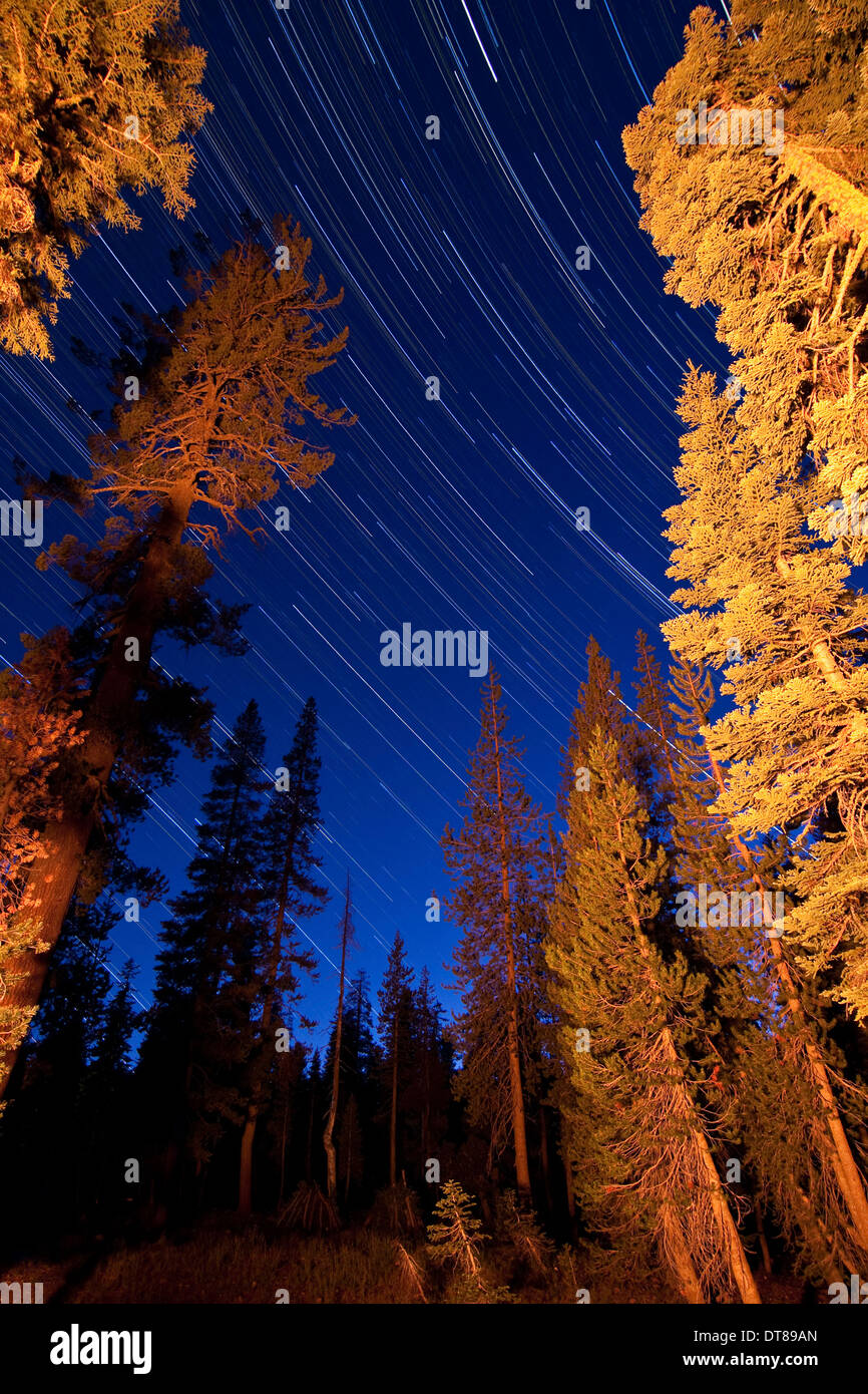 Star trails above the campfire lit pine trees in Lassen Volcanic National Park, California. Stock Photo