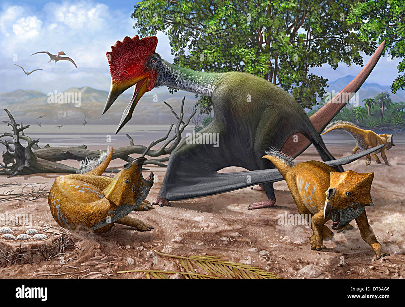A large Bakonydraco pterosaur attacking a nest of small Ajkaceratops ceratopsian dinosaurs. Stock Photo