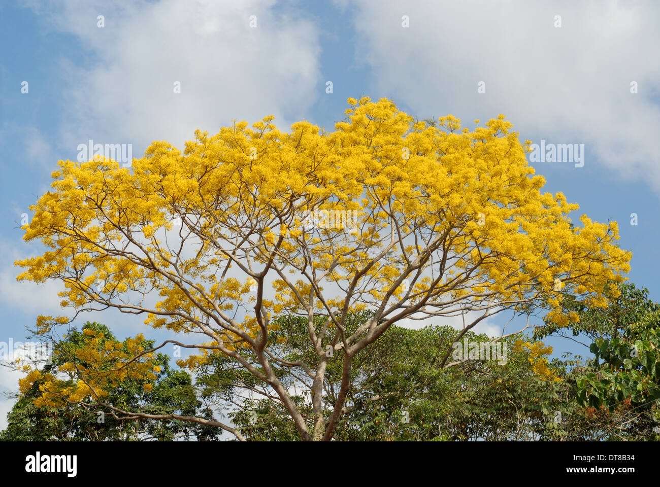 Beautiful Guayacan tree in full bloom in the rain forest of Panama Stock Photo