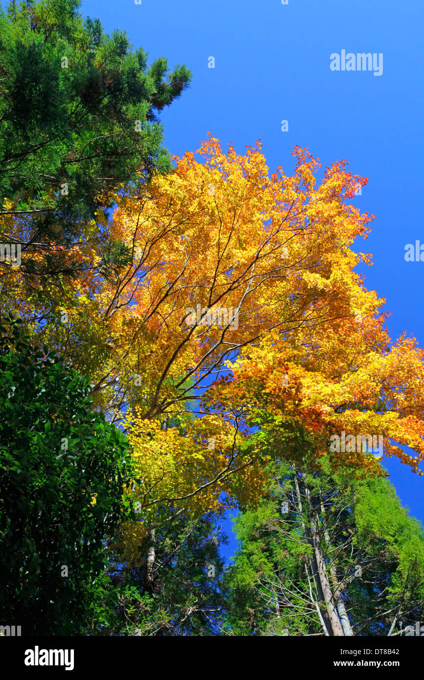 Autumn color trees and blue sky Hachioji Castle Tokyo Stock Photo