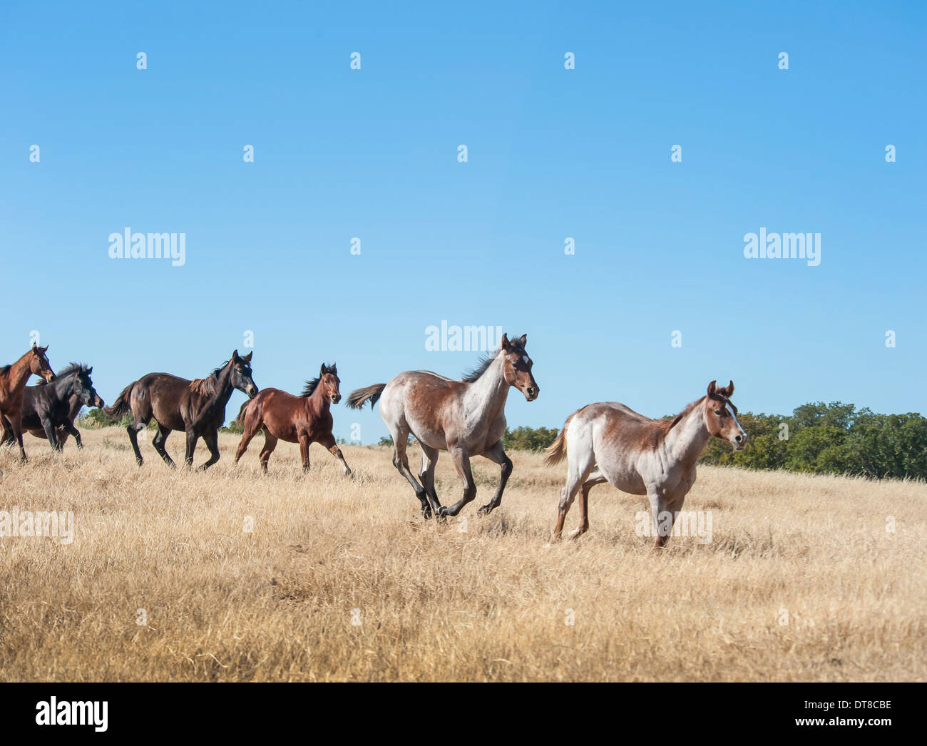 Herd of Quarter Horse weanlings run Stock Photo