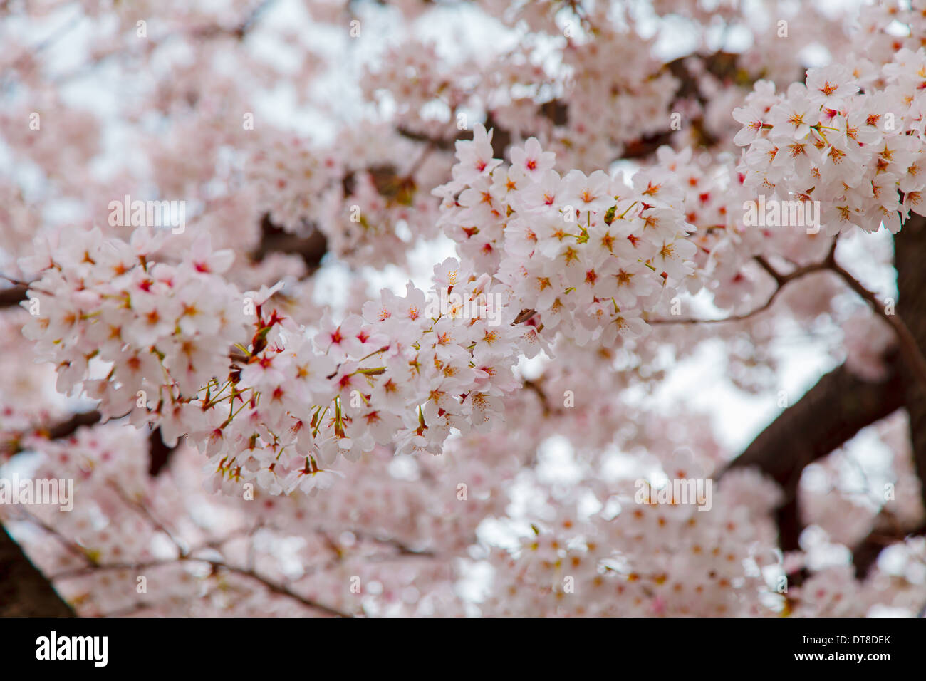 Pink cherry blossom trees along the pathway in springtime, Japan Stock Photo
