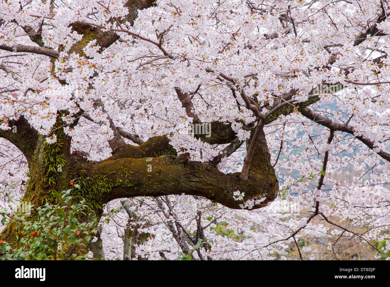 Cherry blossom trees along the sidewalk hi-res stock