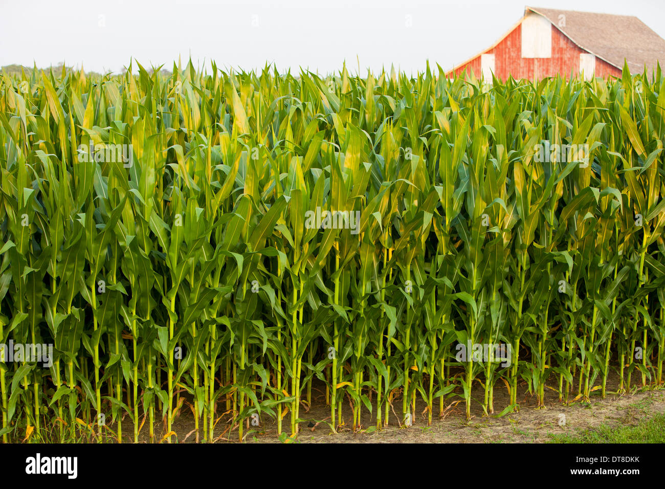 A tall corn field in Central Illinois. Stock Photo