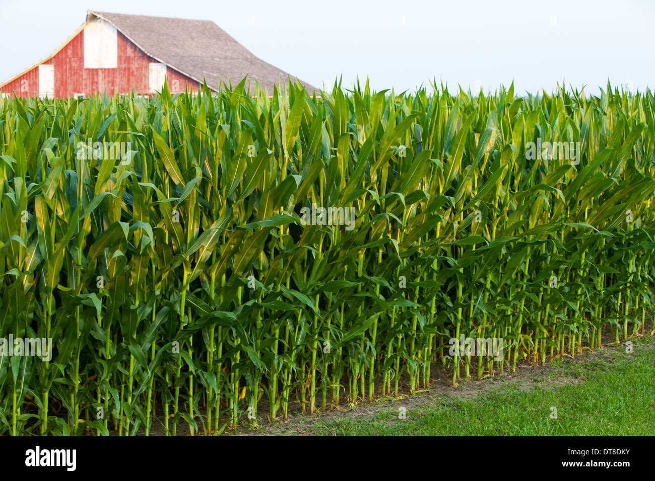 A tall corn field in Central Illinois Stock Photo