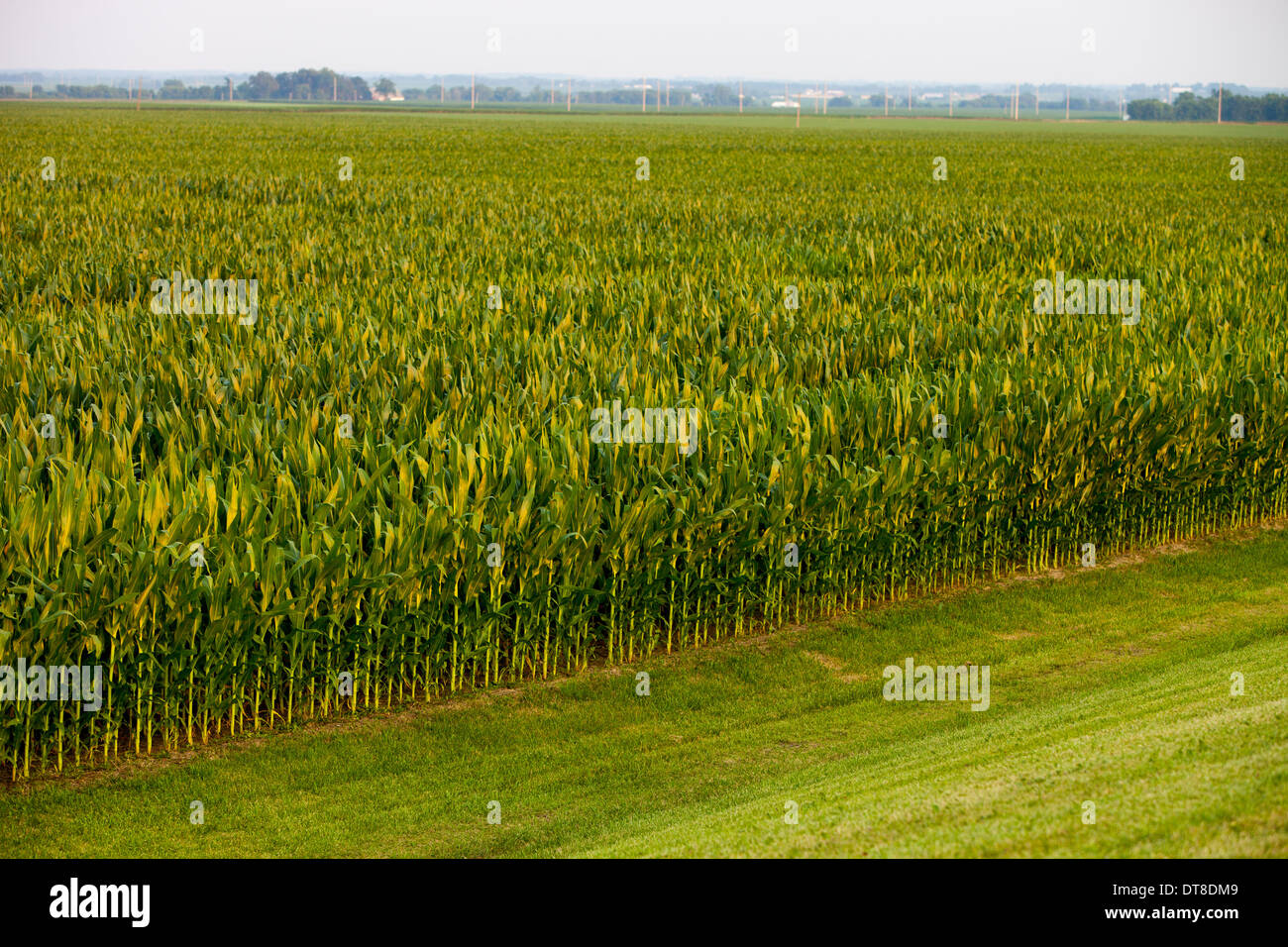 Corn field with hires stock photography and images Alamy