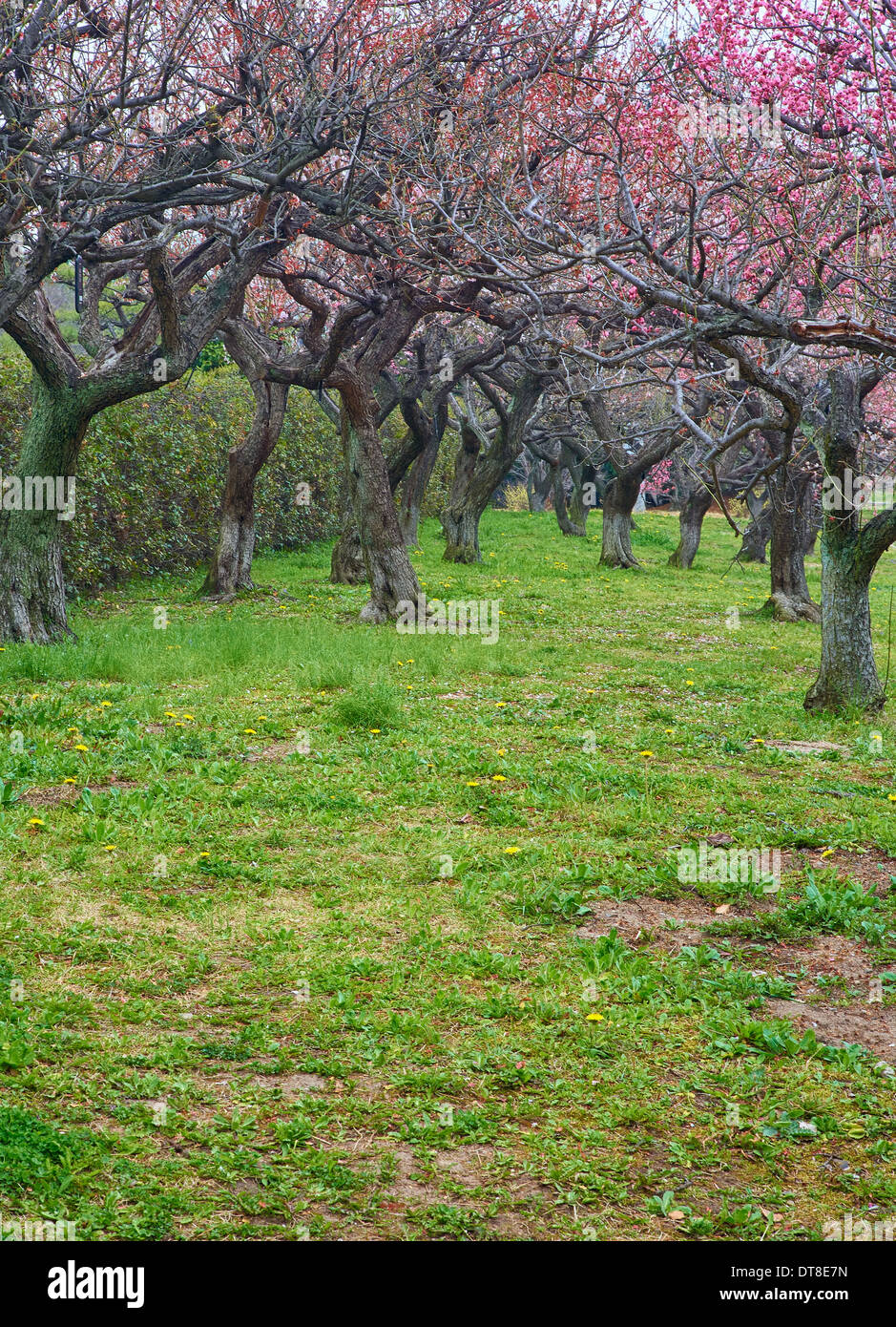 Spring japanese sakura trees in blossom Stock Photo Alamy