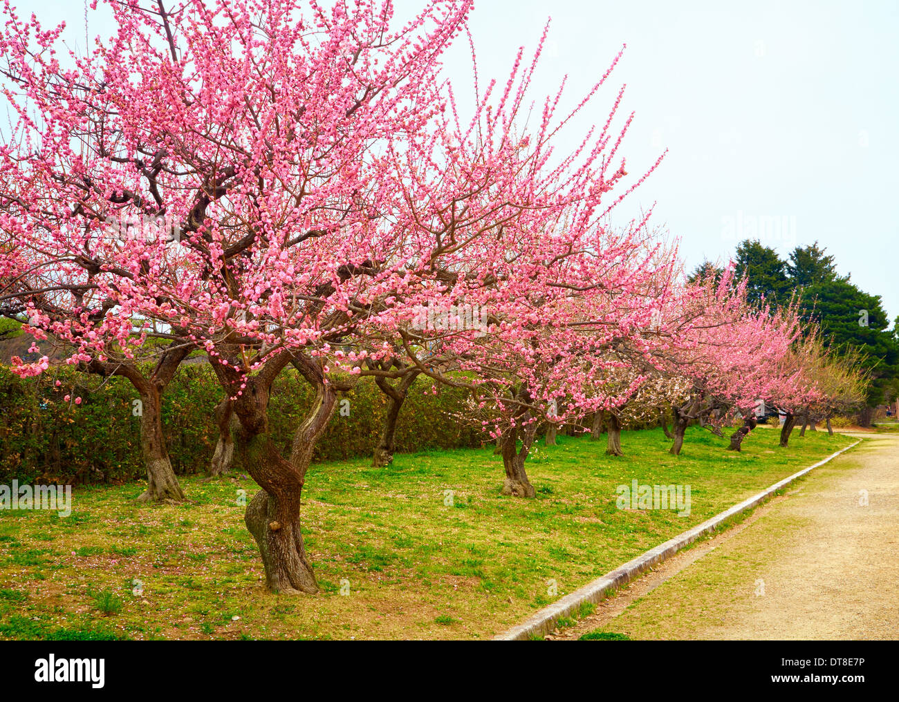 Spring japanese sakura trees in blossom Stock Photo Alamy