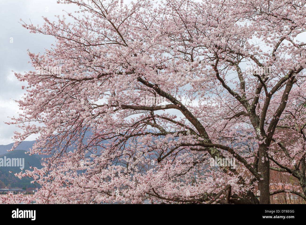 Pink cherry blossom tree in spring Kawaguchi lake, Japan Stock Photo
