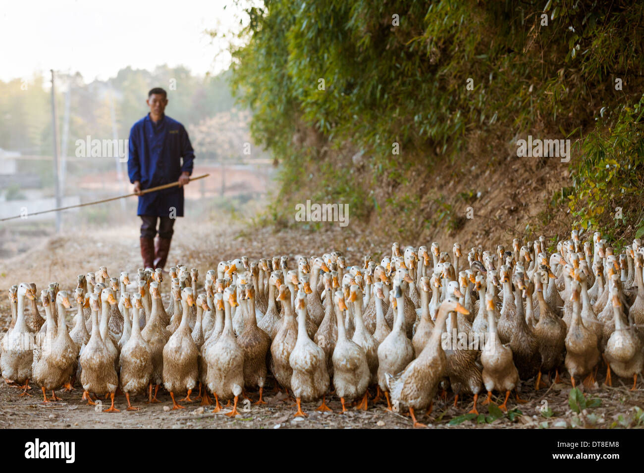 Duck herding hires stock photography and images Alamy