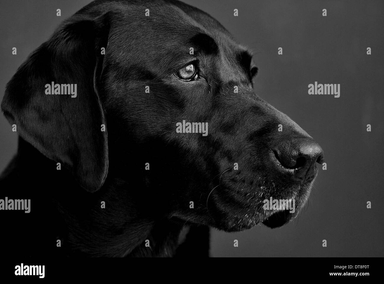 Contemplative black Labrador Retriever Stock Photo Alamy