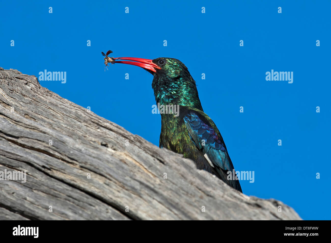 Green Wood Hoopoe (Phoeniculus purpureus) with an insect in the beak, Madikwe Game Reserve, South Africa Stock Photo